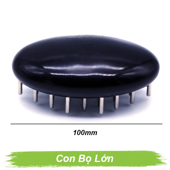 Lược con bọ lớn Lược con bọ lớn
