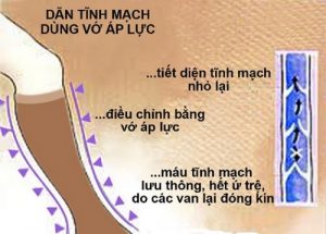 Cơ chế tác động của áp lực vớ lên tĩnh mạch.